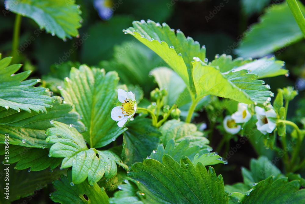 White strawberry flowers growing outdoors in a summer garden. Close-up of strawberry leaves with dew drops. White strawberry flowers growing outdoors in a summer garden. Close-up of strawberry leaves with dew drops.