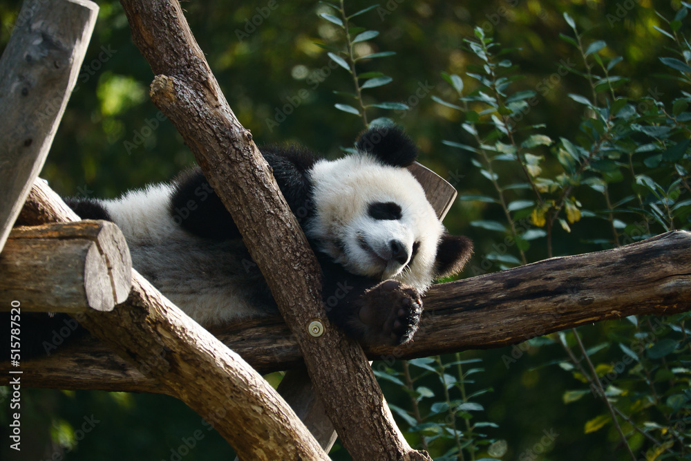 Obraz premium Giant panda lying on tree trunks in the high. Endangered mammal from China. Nature