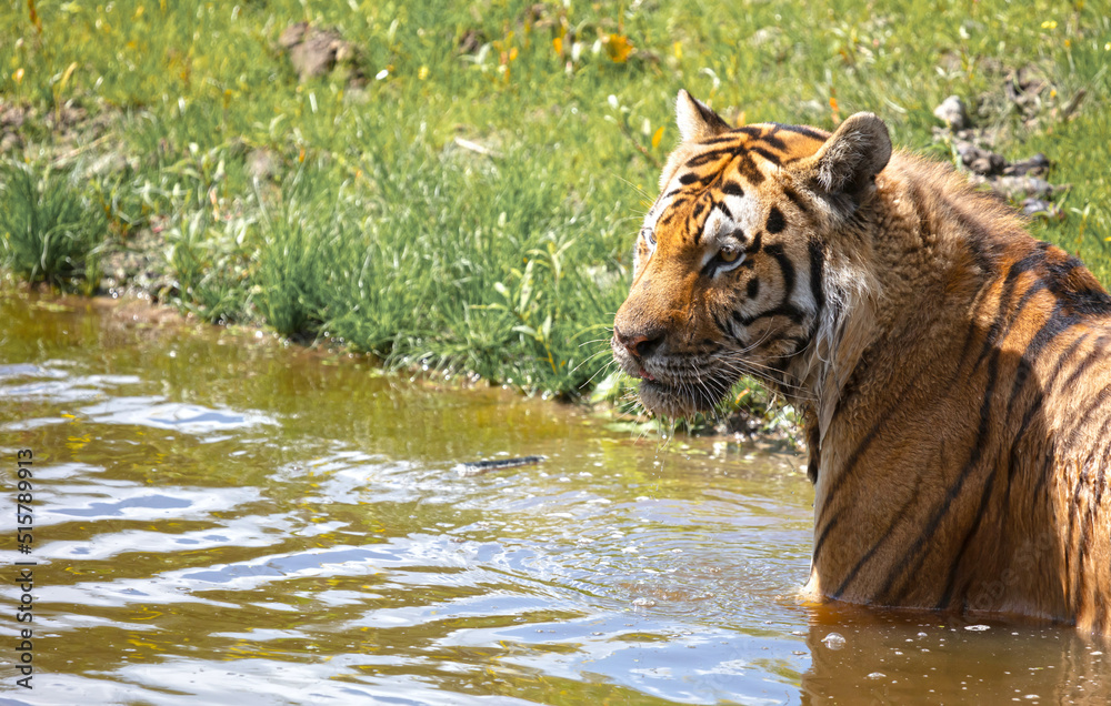 Amour tiger in the water, cooling down or playing
