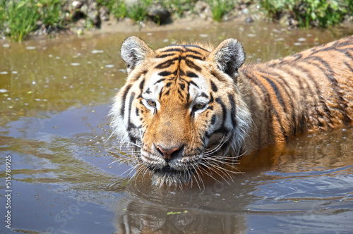 Canvas Print Amour tiger in the water, cooling down or playing