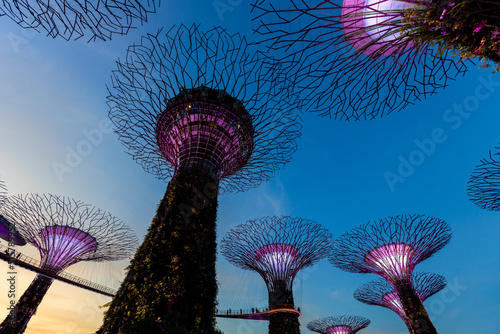 Supertree grove  Singapur