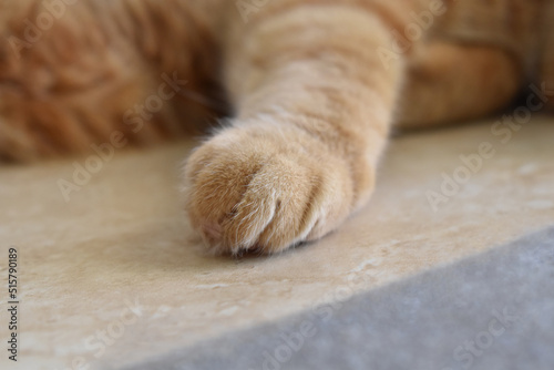 Ginger cat paw closeup on the tiles floor. 