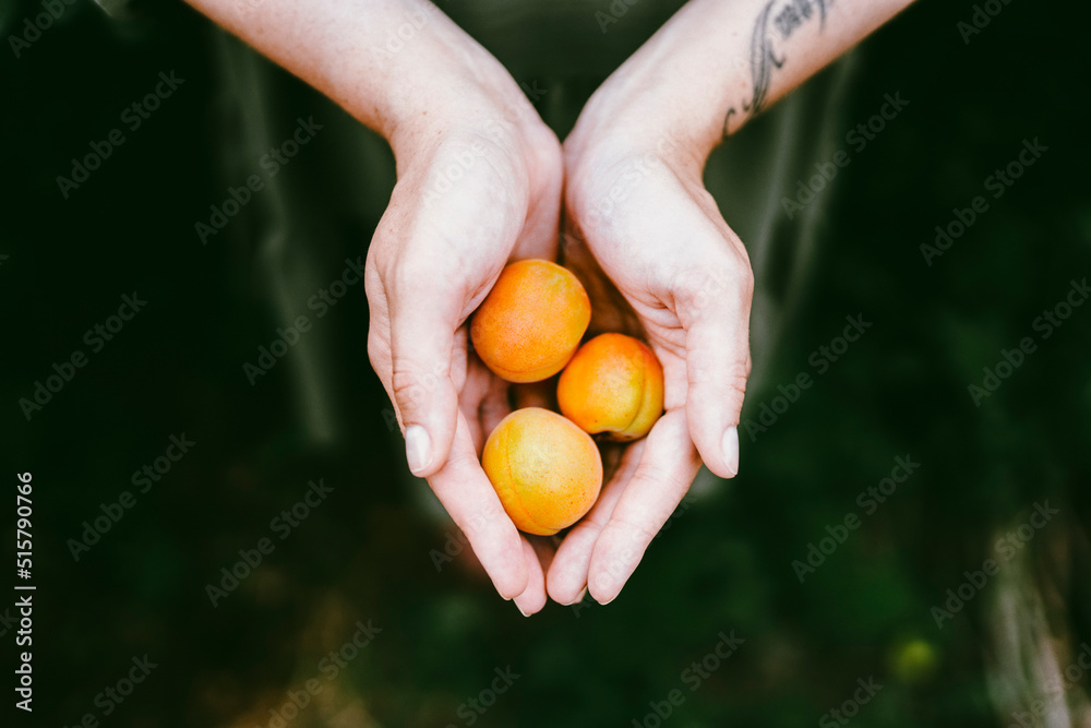 The girl holds in her hands appetizing peaches plucked from a tree in the garden. Summer food The girl holds in her hands appetizing peaches plucked from a tree in the garden. Summer food