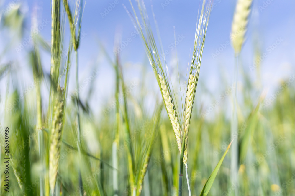 Spikelets of wheat in light green shades against the sky. Natural background. Soft focus Spikelets of wheat in light green shades against the sky. Natural background. Soft focus