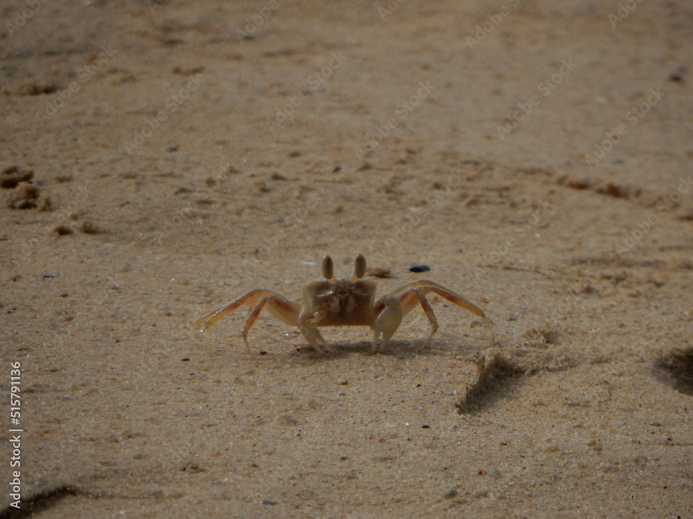 Krebs im Sand Krebs im Sand