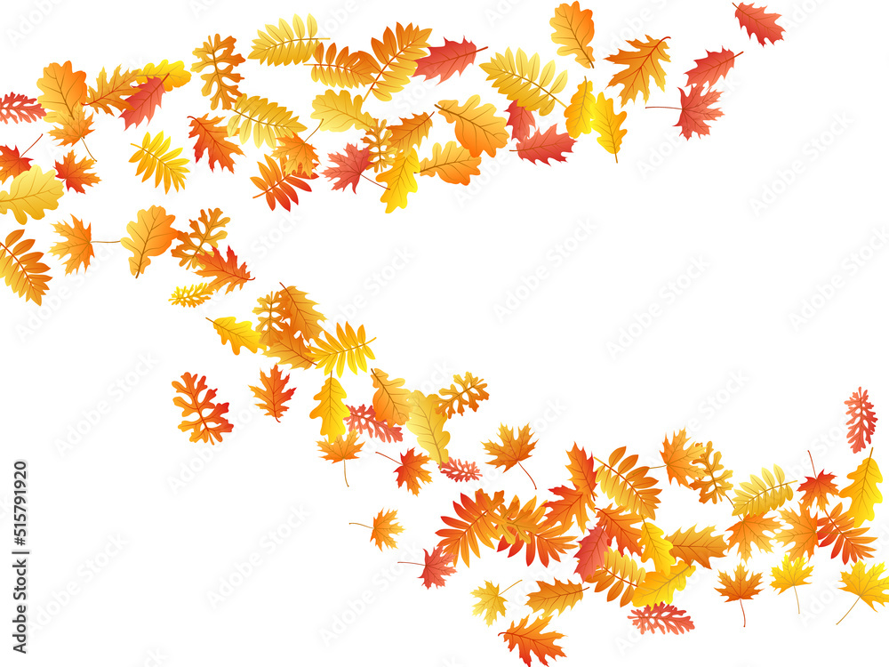 Oak, maple, wild ash rowan leaves vector, autumn foliage on white background. Oak, maple, wild ash rowan leaves vector, autumn foliage on white background.