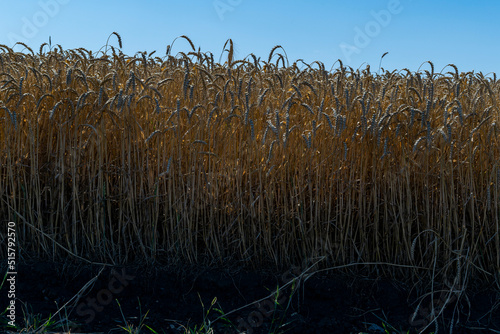 Foto A golden field of wheat and a sunny day. Agricultural land.
