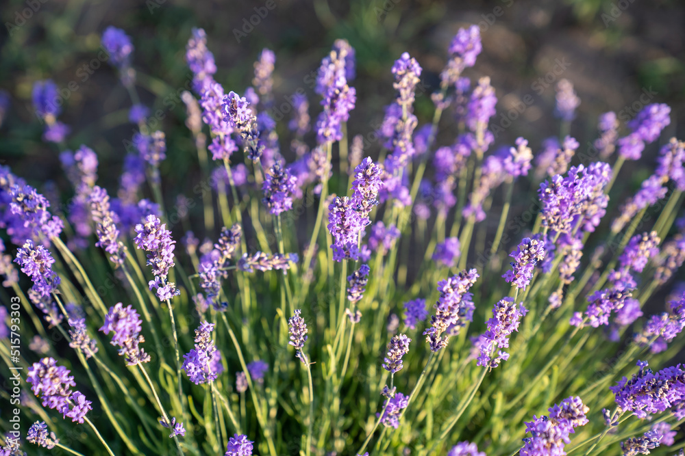 beautiful lavender flowers in the garden, close up shot, lavender spikelet beautiful lavender flowers in the garden, close up shot, lavender spikelet