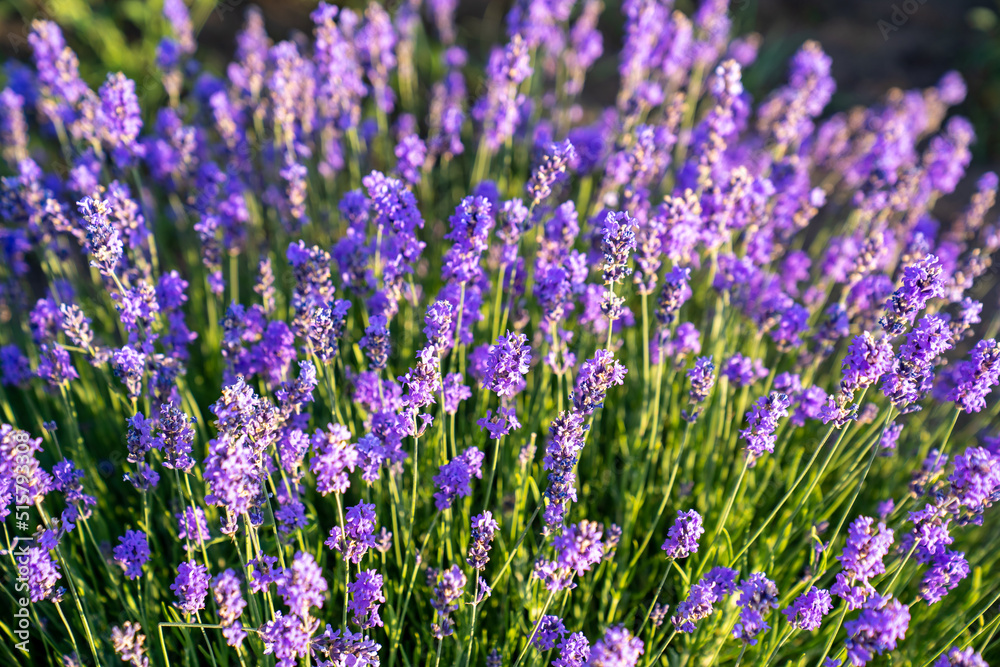 beautiful lavender flowers in the garden, close up shot, lavender spikelet beautiful lavender flowers in the garden, close up shot, lavender spikelet