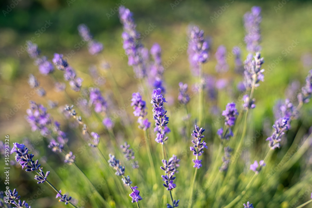 Obraz premium beautiful lavender flowers in the garden, close up shot, lavender spikelet
