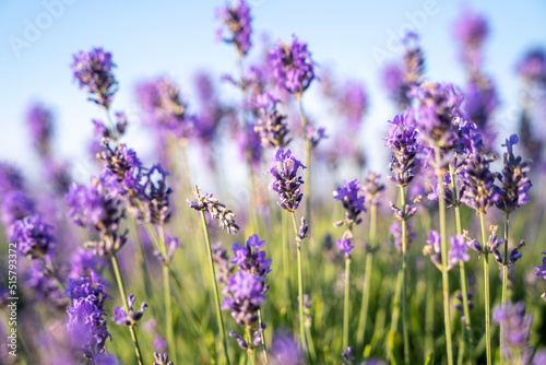 Fototapeta Naklejka Na Ścianę i Meble -  beautiful lavender flowers in the garden, close up shot, lavender spikelet
