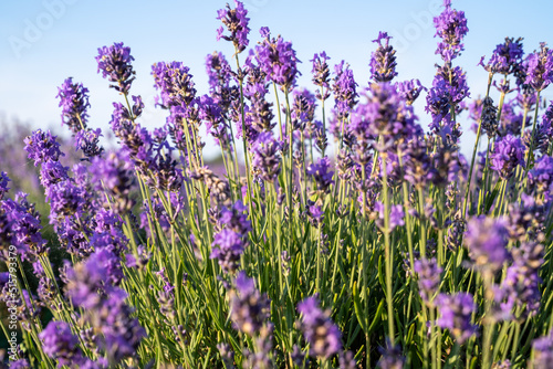 beautiful lavender flowers in the garden  close up shot  lavender spikelet