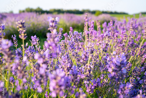 beautiful lavender flowers in the garden, close up shot, lavender spikelet