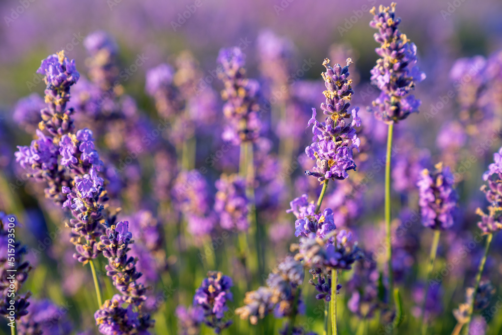 beautiful lavender flowers in the garden, close up shot, lavender spikelet