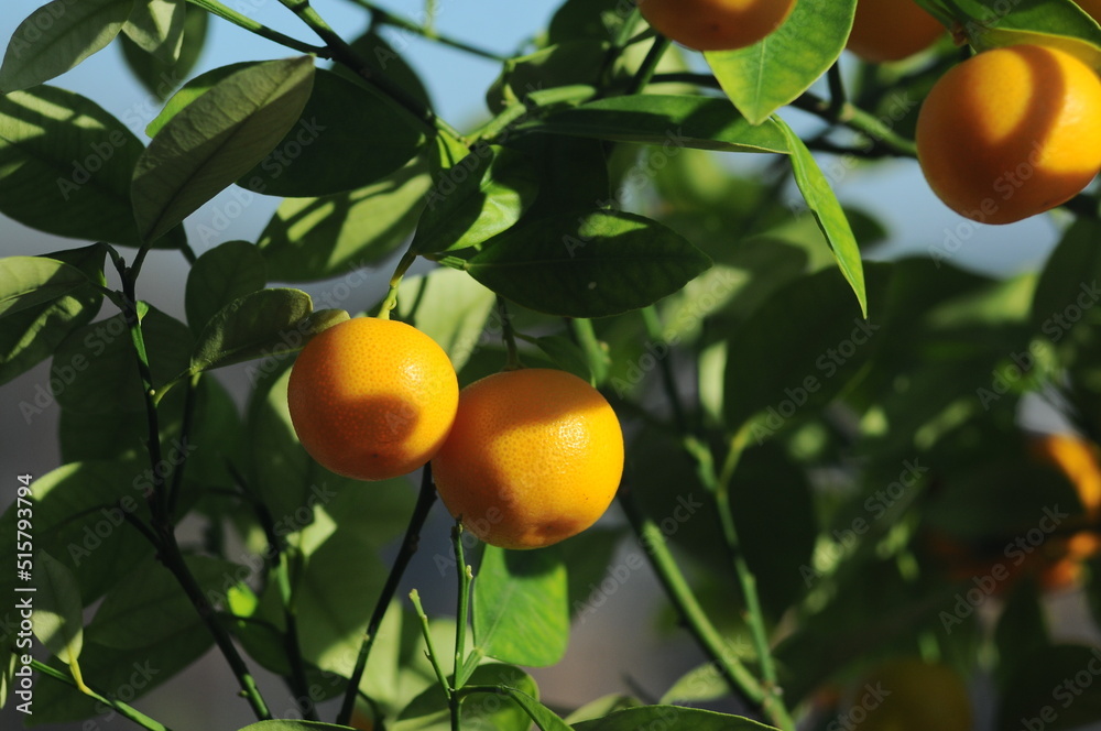 ripe mandarin fruits on branches macro photo

