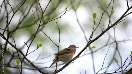 Nightingale sings his song (with sound)