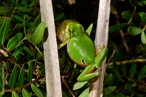 European tree frog // Europäischer Laubfrosch (Hyla arborea) 