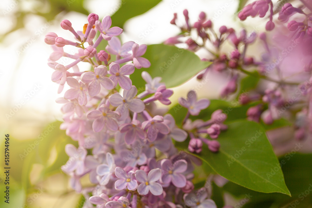 Floral spring background with lilac flowers, soft selective focus.