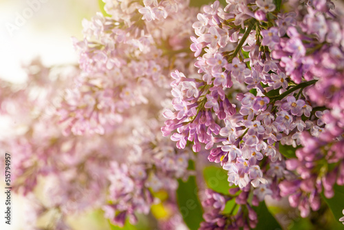 Spring flowers abstract background