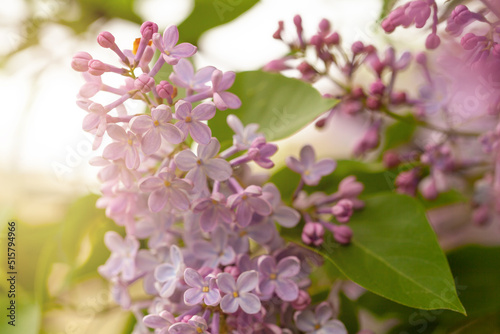 Floral spring background with lilac flowers, soft selective focus.