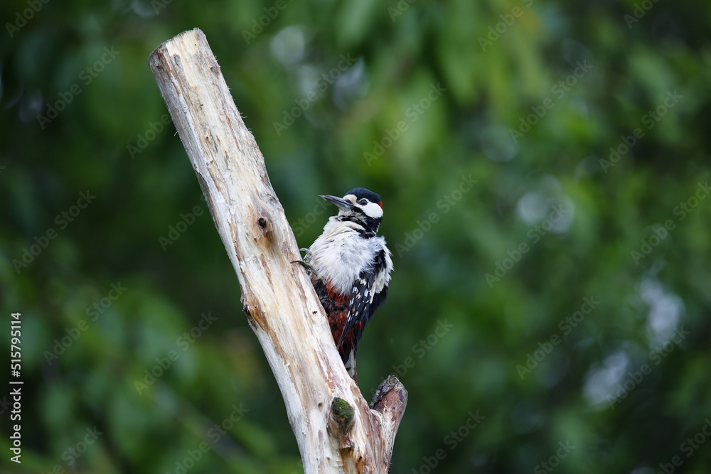 Fototapeta premium Male great spotted woodpecker preening on a dead tree