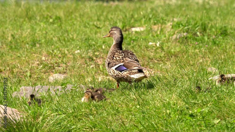 Mallard stands on the background of young green grass Mallard stands on the background of young green grass