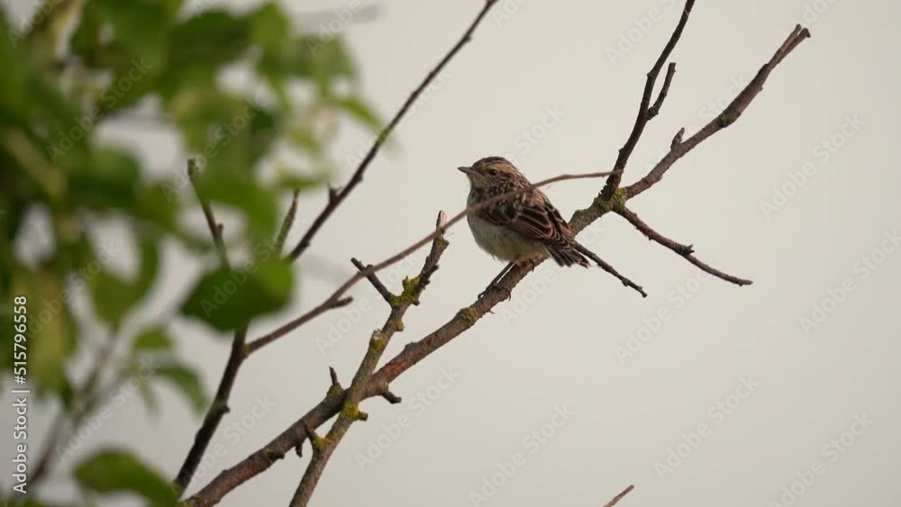 A chick of a whinchat (Saxicola rubetra) sits on a branch against the background of the sky A chick of a whinchat (Saxicola rubetra) sits on a branch against the background of the sky
