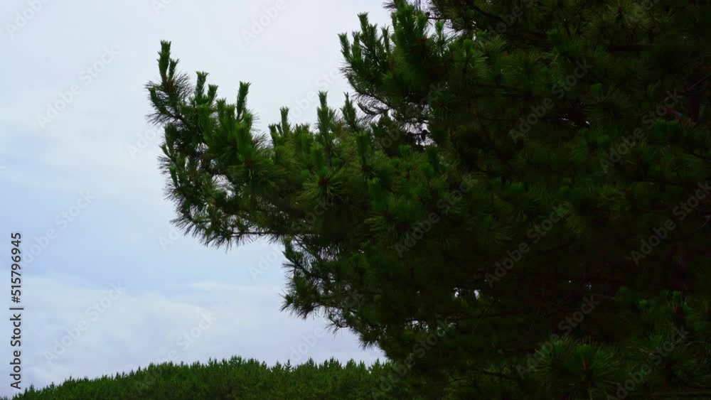 風で揺れる松の木