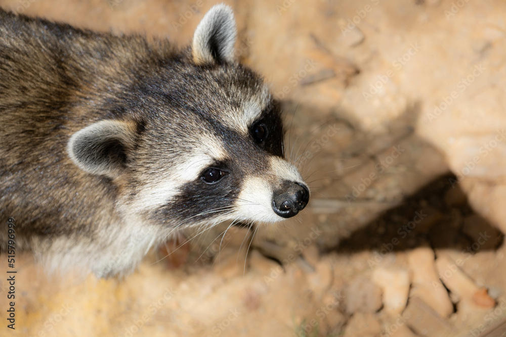 Raccoon with bright eyes looking at camera in a zoo. Raccoon with bright eyes looking at camera in a zoo.