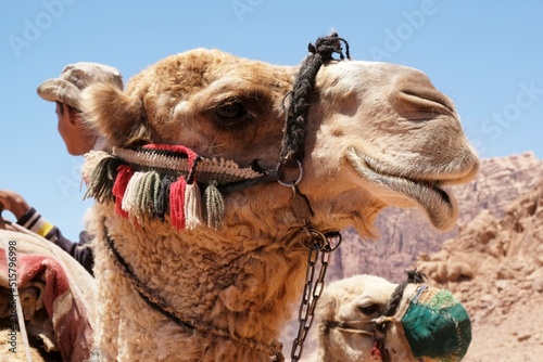 Close up of head of camel during trip on Wadi Rum desert in Jordan