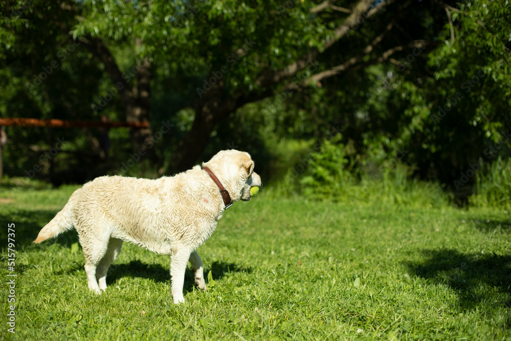 Obraz premium Dog with white coat. Labrador at picnic. Pet in summer in park.