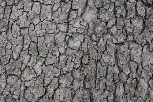 natural exterior of an old tree, background