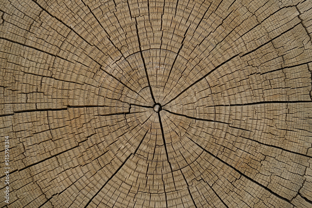 Fototapeta premium natural patterned interior of a cut old tree, background