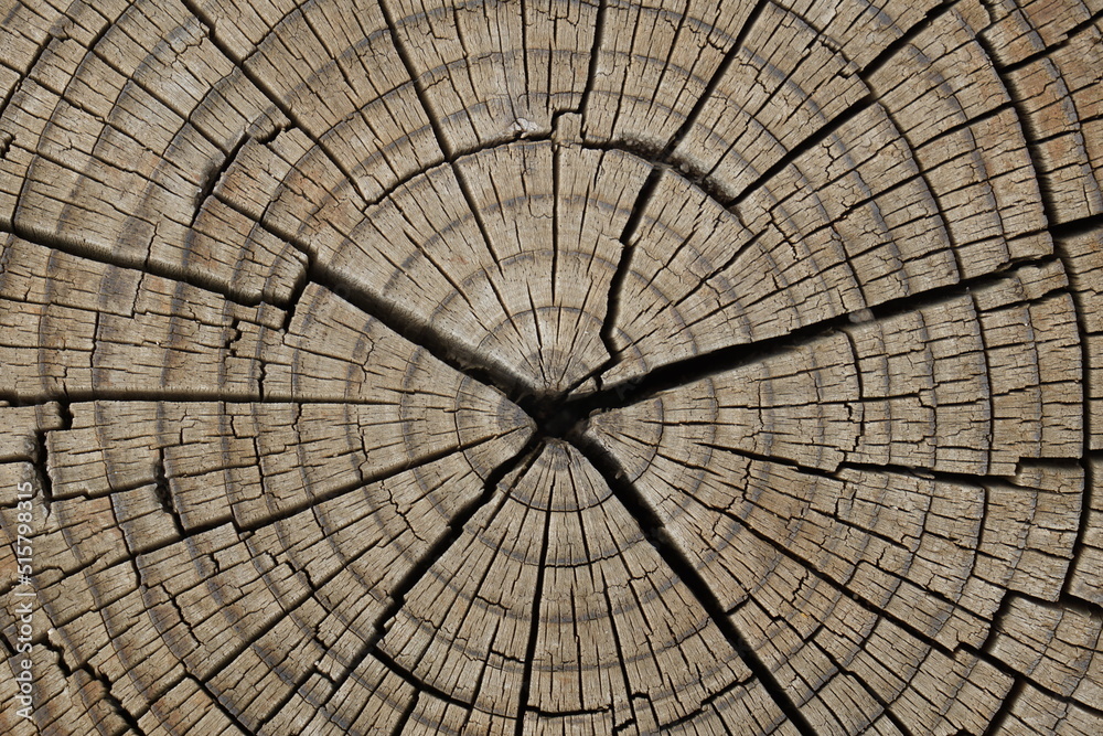 Fototapeta premium natural patterned interior of a cut old tree, background