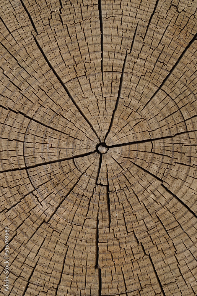 Fototapeta premium natural patterned interior of a cut old tree, background