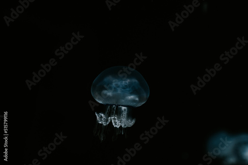 méduses nageant sur fond sombre