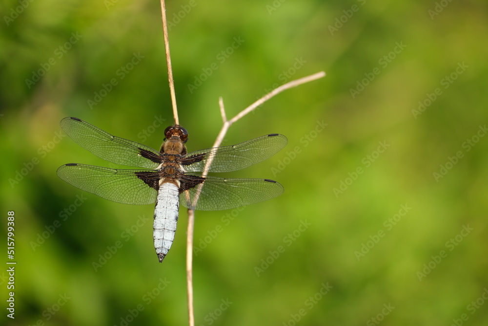 Macro close up of a broad-bodied chaser in nature on a dry branch Macro close up of a broad-bodied chaser in nature on a dry branch