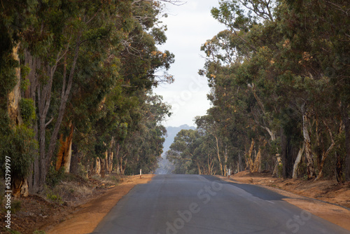 tree-lined rural bitumen road with shoulder widening work photo