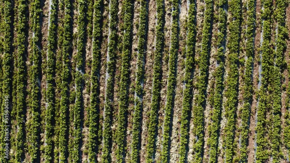 Aerial view of strawberry agricultural field at farm. Symmetrical strawberry field, smart agriculture and harvesting Aerial view of strawberry agricultural field at farm. Symmetrical strawberry field, smart agriculture and harvesting
