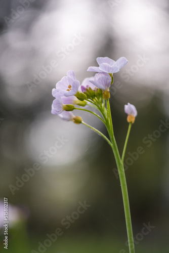white flower on a green background