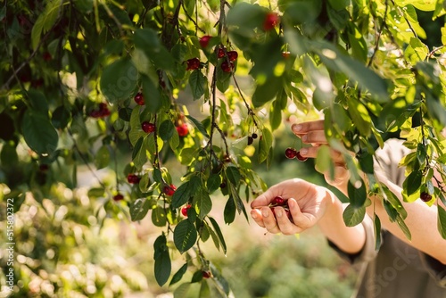 Girl picking cherries in the garden. Summertime