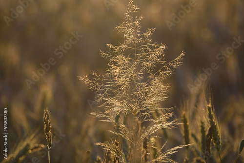 SUMMER LANDSCAPE - Blooming grass in the meadow in the sunshine