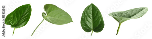 Set of fresh tropical leaves on white background