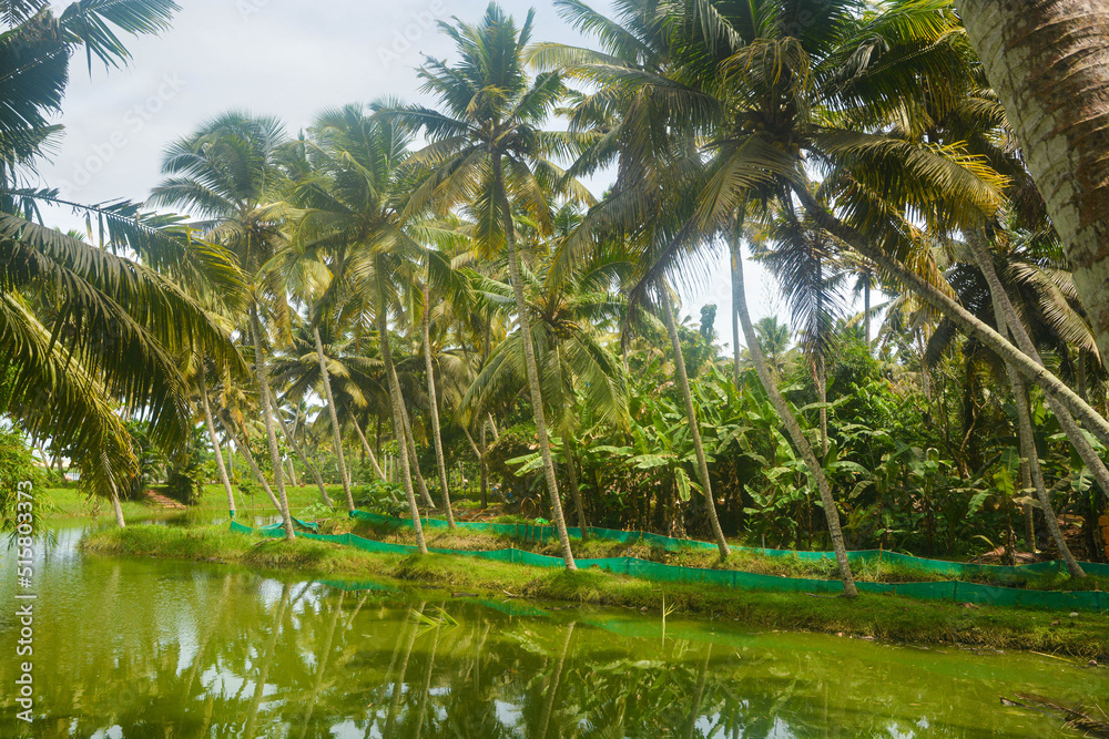 Backwaters in Kerala, India, lush green with coconut palm trees. Backwaters in Kerala, India, lush green with coconut palm trees.