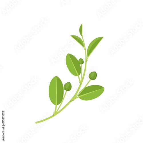 Vector illustration, fresh caper bud with leaves, scientific name Capparis spinosa, flat design, isolated on white background.
