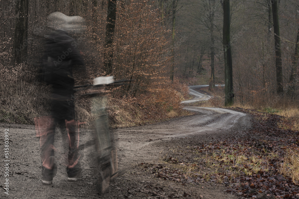 Fototapeta premium ROAD IN THE FOREST