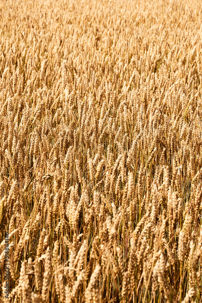 Golden wheat field background in summer before harvest Golden wheat field background in summer before harvest