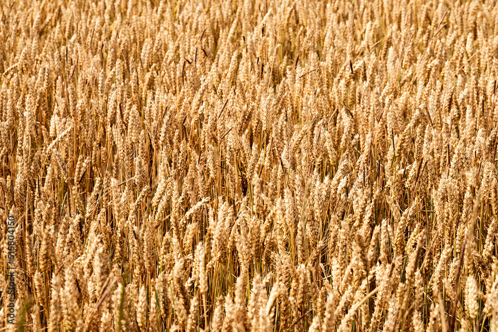 Golden wheat field background in summer before harvest Golden wheat field background in summer before harvest
