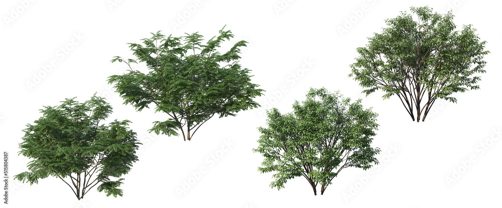 Round shrub on a white background