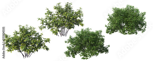 Round shrub on a white background